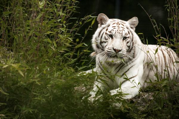 Tierpatenschaft weißer Tiger inkl. einer Saisonkarte